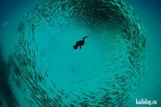 Морские животные (40 фото)