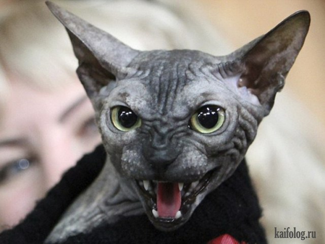 Злые коты (35 фото)