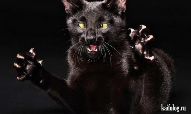 Злые коты (35 фото)