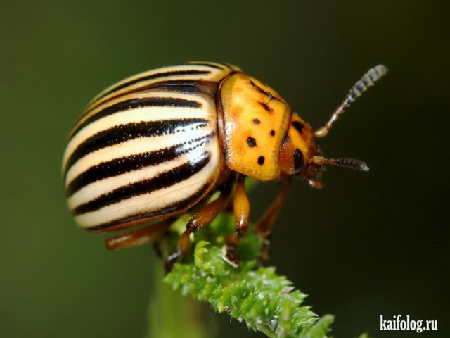 Прикольные и жуткие насекомые (45 фото)
