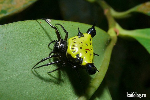 Прикольные и жуткие насекомые (45 фото)