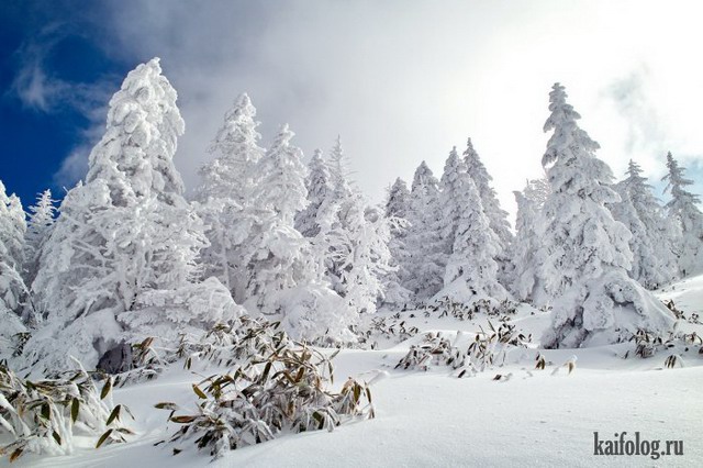 Красивая зима (60 фото)