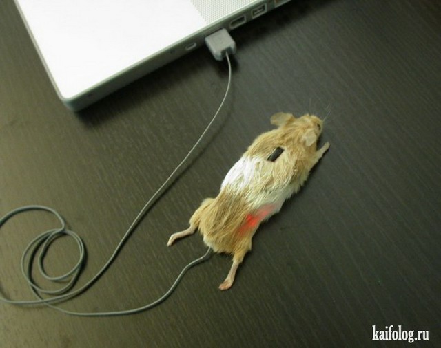 День рождения компьютерной мыши (35 фото)