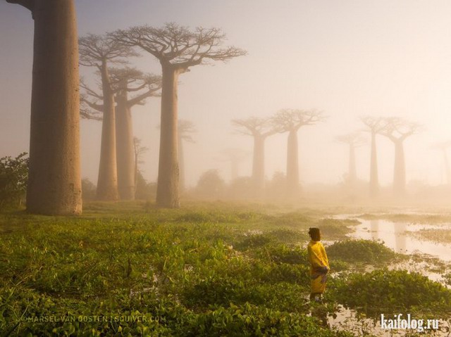 Лучшие фото National Geographic 2015 (75 фото)