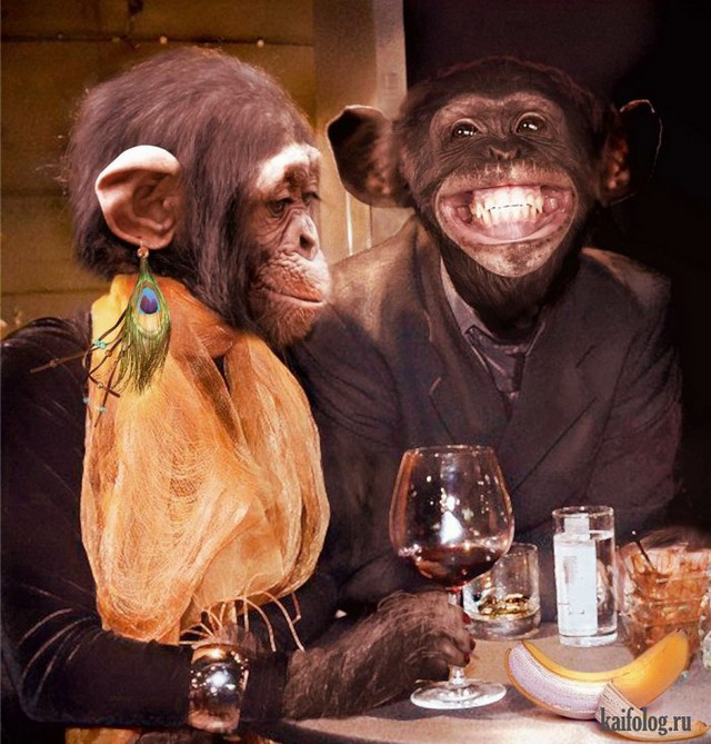 Год обезьяны (50 картинок)