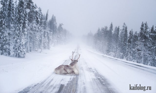 Животные зимой (45 фото)