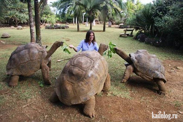 Фото черепах в День Черепахи (40 штук)