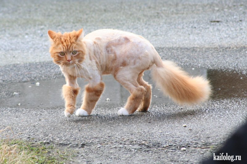 Бреет кис. Частично бритый кот. Побритая кошка. Кошка с бритыми ногами. Толстый бритый кот.
