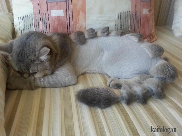 Бритые коты и кошки (45 фото)