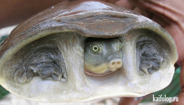 Фото черепах в День Черепахи (40 штук)