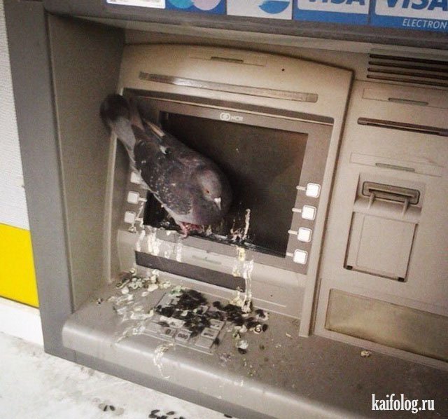 Приколы с банкоматами (50 фото)