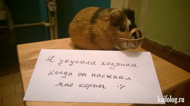 Русские приколы про животных (45 фото)