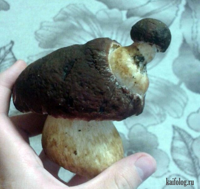 Приколы про грибы (45 фото)