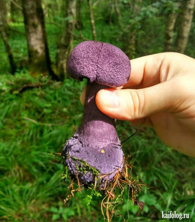 Приколы про грибы (45 фото)
