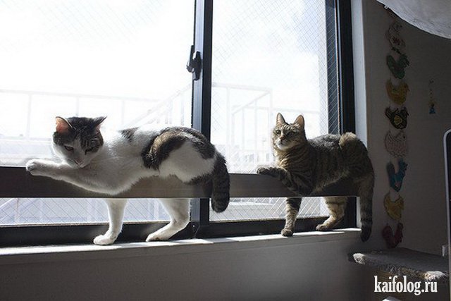 Синхронные коты (45 фото)