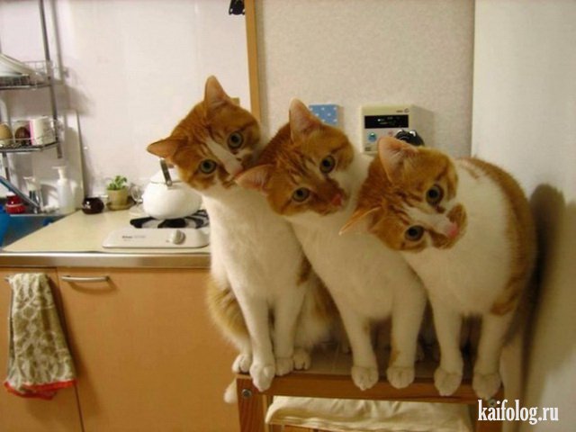 Синхронные коты (45 фото)
