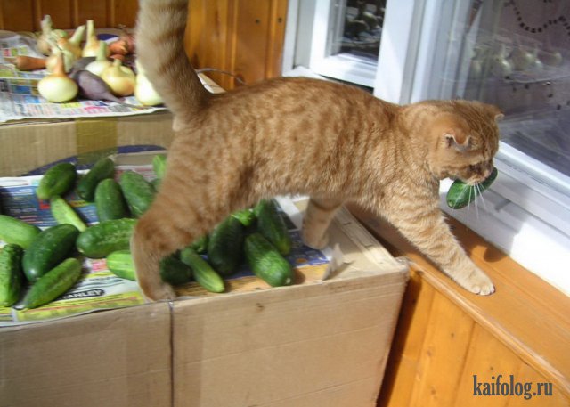 Коты, которые знают толк в еде (40 фото)