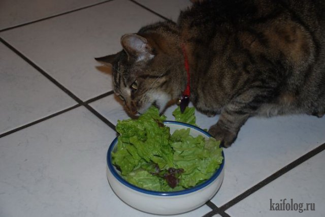 Коты, которые знают толк в еде (40 фото)