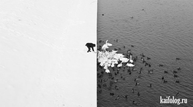 Прикольные чёрно-белые фото (45 фото)