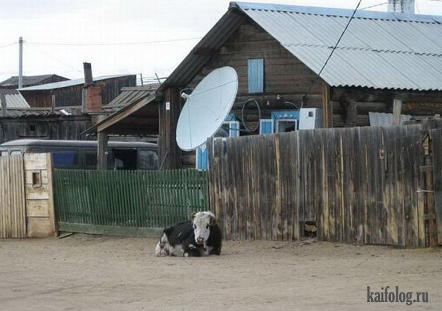 Русские фото приколы за неделю (50 фото и видео)