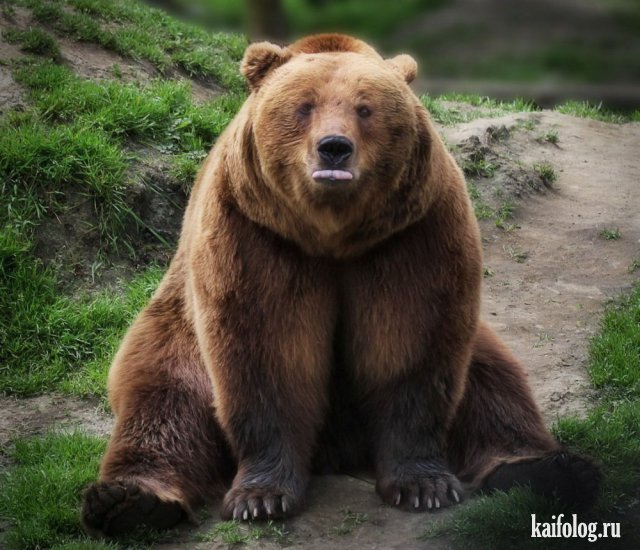День медведя (45 фото)