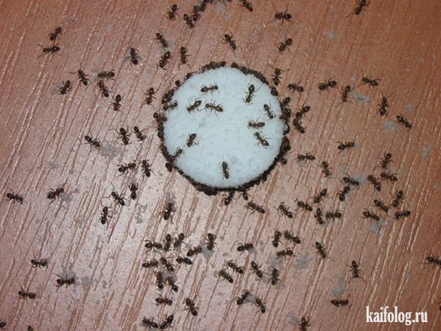 Домашние насекомые (45 фото)