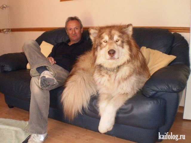 Самые большие собаки (35 фото)