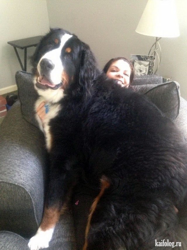 Самые большие собаки (35 фото)