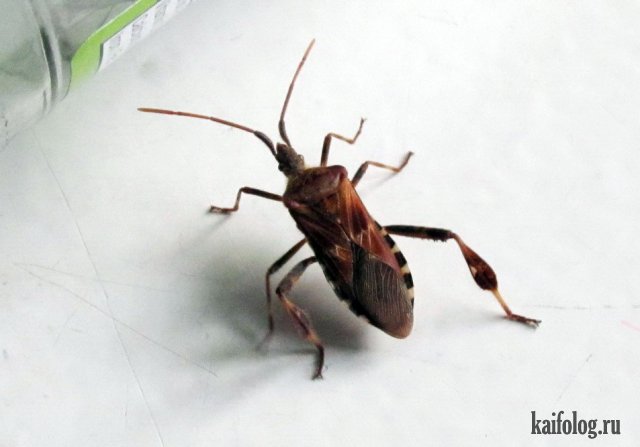 Домашние насекомые (45 фото)