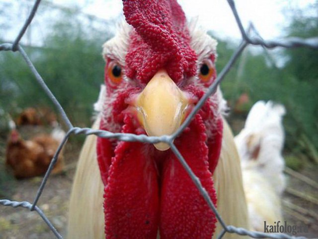Приколы про куриц (45 фото)