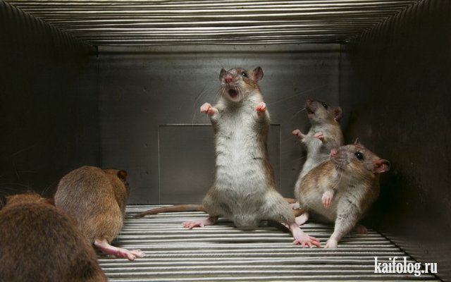 День крысы (40 фото)