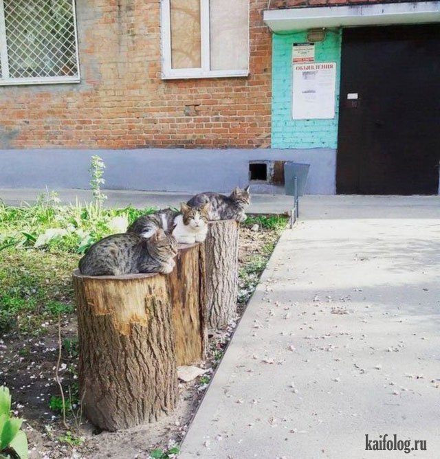 Весёлые коты (40 фото)