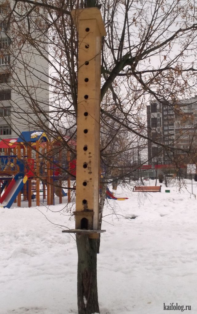 В России любят птиц (45 фото)
