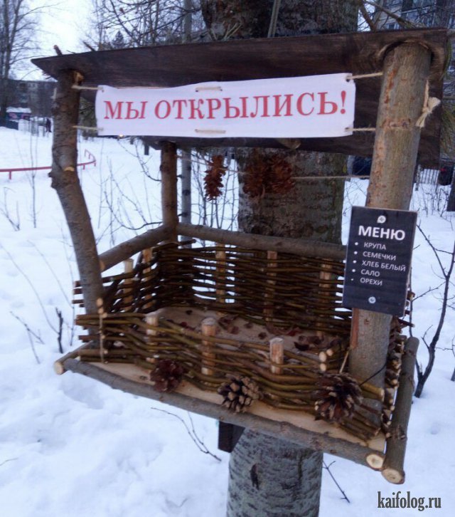 В России любят птиц (45 фото)