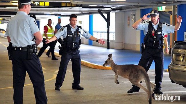 Приколы про полицию и животных (40 фото)
