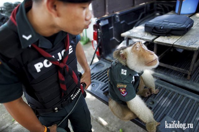 Приколы про полицию и животных (40 фото)