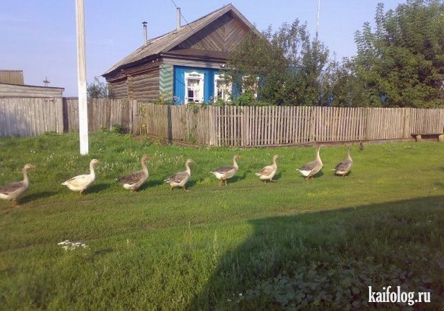 Маразмы русской деревни (45 фото)