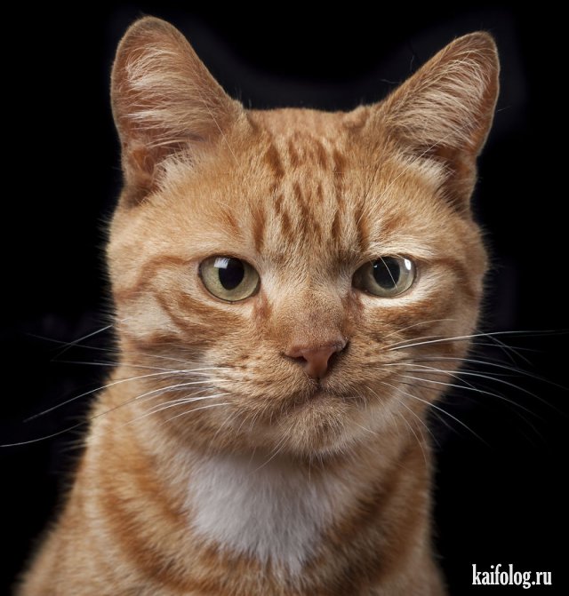 Фото приколы про котов (50 штук)