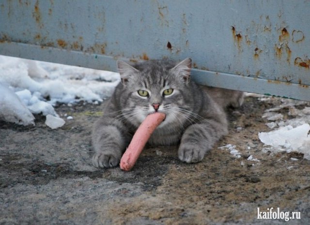 Фото приколы про котов (50 штук)