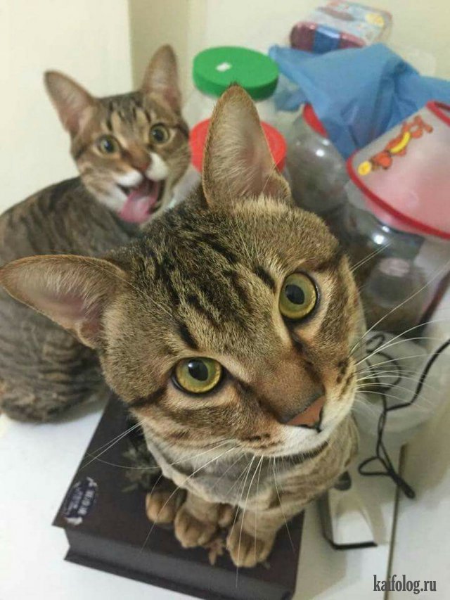 Прикольные котики (45 фото)