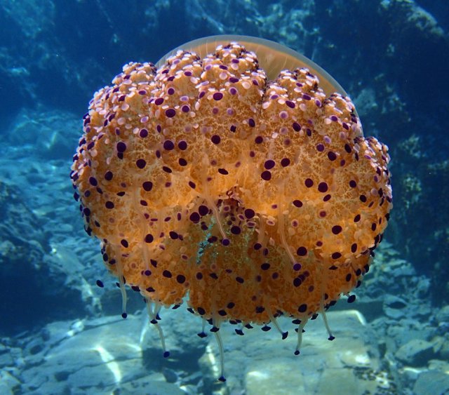 Удивительный подводный мир (60 фото)