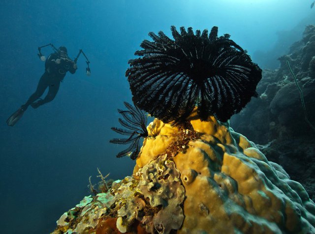 Удивительный подводный мир (60 фото)