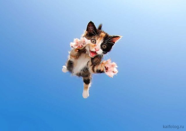 Летающие коты (50 фото)