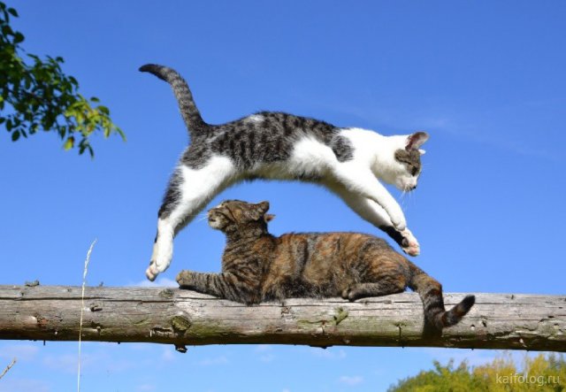 Летающие коты (50 фото)
