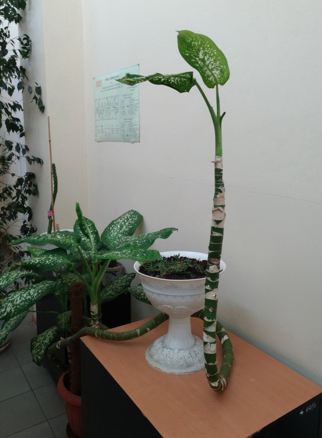 Самые уродливые комнатные растения (40 фото и текст)