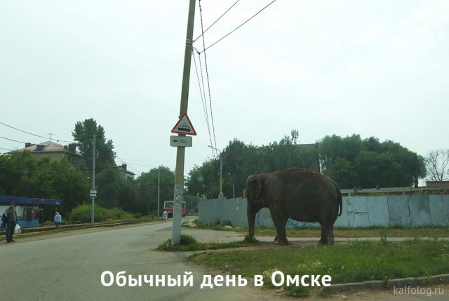 День слонов (35 фото)