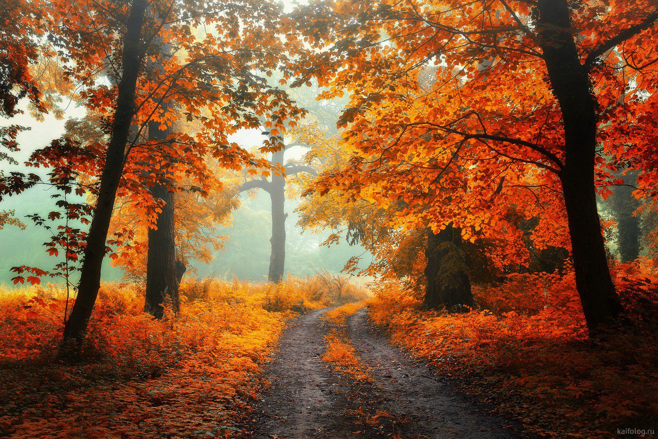 Осенняя Красота Фото