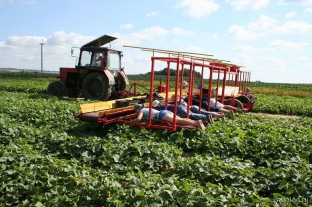 Приколы на день работников сельского хозяйства (40 фото)