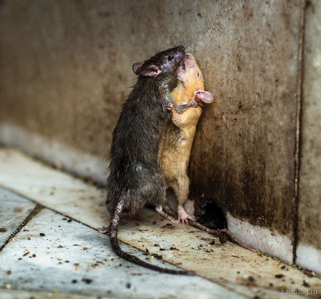 Весёлые мыши (35 фото)