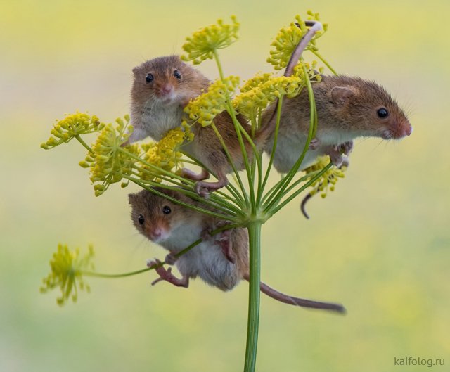 Весёлые мыши (35 фото)